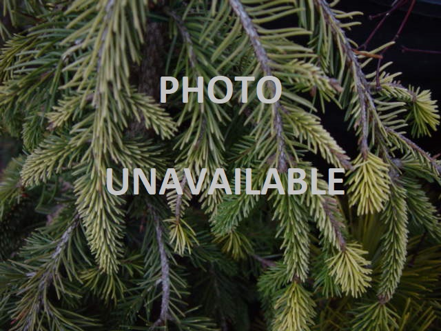 Pinus strobus NIAGRA FALLS6g Pinus strobus NIAGRA FALLS6g